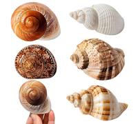 XoeLLe 6 Pezzi Conchiglie Decorazione Soprammobili Misti Oceano Conchiglie Decorazione Spiaggia per la Creazione di Decorazioni di Nozze Feste a Tema sulla Spiaggia Fai da Te Acquari