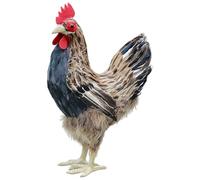 Xoeryoy Statuetta di Pollo, Statua realistica di Pollo per l'arredamento della casa e del Giardino, Scultura di Gallina Marrone, 23 * 15 * 34 cm