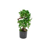 XONE Pianta realistica in vaso Bonsai Banyan h45cm