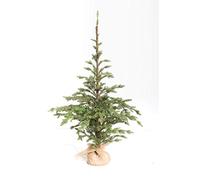 Pinetto Vivaio | Xone