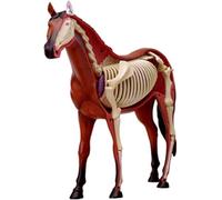 XRNWOHISB Modello anatomico di cavallo 4D, kit modello di scheletro di cavallo, modello didattico di anatomia degli organi animali, 26 parti staccabili, utilizzato for la ricerca sugli animali