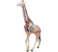 XRNWOHISB Modello anatomico di giraffa con visione 4D, modello anatomico di scheletro animale, simulazione semitrasparente degli organi della giraffa, 27 parti staccabili