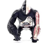 XRNWOHISB Modello anatomico di gorilla 4D, modello anatomico della struttura degli organi di una scimmia dalla schiena argentata, modello di scheletro animale for l'educazione medica