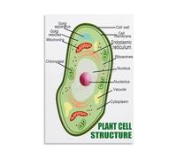 XTVVTODJXT Botany Educational, Plant Cell Anatomy Biology Chart, Science Classroom Wall Decor, Homeschool Learning Tool, Canvas Print for Living Room(Unframed,08x12inch(20x30cm))