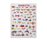 XTVVTODJXT Insects Educational Chart - Insect Encyclopedia Canvas Art for Home and School Wall Decor(Framed,12x18inch(30x45cm))