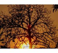 xu xu fang - Seven Days Now