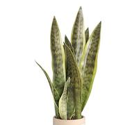 XZJMY Pianta artificiale di serpente, 42 cm, pianta finta decorativa per interni, decorazione per casa, ufficio, negozio, senza vaso (giallo, 3)