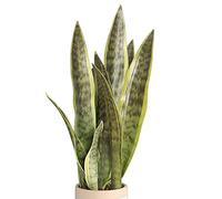 XZJMY Pianta artificiale di serpente finta, 41,9 cm, Sansevieria, decorazione per casa, ufficio, negozio, senza vaso (3 pezzi, verde)