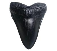 YABINA Megalodon - Replica di denti di squalo gigante, fuso fossile di qualità museale, colore: nero