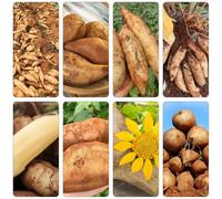 yacon - giardino semi resistenti all'aria aperta resistenti semi 15pcs