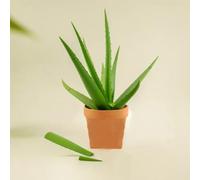 Yacriso Pianta con Penna di Aloe Vera Stampata in 3D, Penne magnetiche con Aloe Vera, Ogni Stelo è Una pianta d'appartamento Finta con Penna per Le Persone Che Non riescono a Mantenere in Vita Le (B)