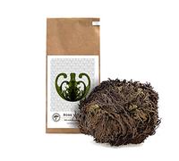 YAEKBA | Rosa di Gerico | Grande | Selaginella lepidophylla | Sacchetto di carta | Pianta decorativa perfetta come accessorio per il terrario o per il vaso del giardino di bottiglie