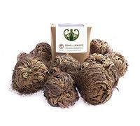 YAKEBA 10 x rose di Jericho | Piccola | Confezione regalo | Perfetta pianta per interni o come mini terrario/accessorio da giardino in bottiglia | Oltre a Moss o piante in pietra