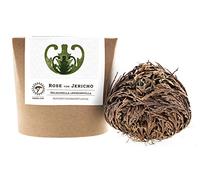 YAKEBA | Rosa di Jericho | Piccola | Selaginella lepidophylla | In confezione regalo | Pianta perfetta per interni come decorazione o terrario/accessorio da giardino in bottiglia