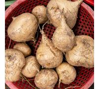 Yambohne Jicama - orto biologico giardino sul balcone orticole da balcone Aiuole rialzate per il giardino copertura del terreno vecchie varietà arredamento del soggiorno 30semi