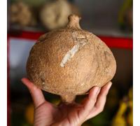 Yambohne Jicama orto resistente biologici, varietà antiche copertura del terreno arredamento del soggiorno in vaso giardino interno 30semi