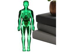 Yanayi Anatomia per Bambini - Anatomia Bambola Corpo Umano - Figura Scheletro Realistica Interattiva Educativa per Apprendimento Adulti Dentisti Studenti Laboratorio Scienze Scuola Casa