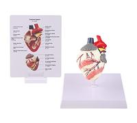 YANGLY Modello di Anatomia del Cuore del Cane Canino Animale da Compagnia Organo Studio Educazione didattica