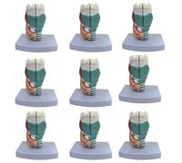 YANHAO 9 Articoli Modello della Laringe 1:1 Modello Anatomico della Laringe Umana con Etichetta Digitale e Colori e Trame Reali per Dimostrare Struttura e Funzione del Laringe Umano