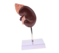 Yanmis Modello Normale di Anatomia Renale Umana con Suddivisione in Zone Funzionale, Modello Renale Anatomico per L'insegnamento e la Visualizzazione, il Materiale PVC Dipinto