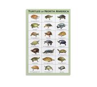 YAPING North American Turtles Modern Home Kitchen Dormitory Kids Room Mural 20 x 30 pollici (50 x 75 cm)