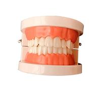 Yardenfun Modello Educativo per Dentiera Standard Dimostrazione Orale con Apertura Strumento Didattico per Scuole e