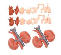 Yardwe 2 Set Anatomici Realistici Umani per Insegnamento per Studenti per Apprendimento Anatomia e Educazione Montessori Cuore Fegato Stomaco Polmoni Intestini