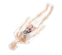 YARNOW 1 Set Di Giocattoli Manichino Umano Staccabile Giocattolo Corpo Umano Puzzle Per Corpo Umano Anatomia Umana Per Anatomia Umana Del Corpo Tema Organi Del