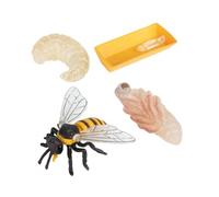YARNOW 1set Educativi Imitazione Api Ciclo Delle Api Giocattoli Cognitivi Per Decorazioni Naturali Semplici e Pratici Per Apprendimento e