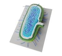 YARNOW Anatomico Batterico Realistico per Insegnamento Biologia Microbiologica Didattico Microstrutturale per Laboratori e Decorativo e Funzionale per Educazione Medica