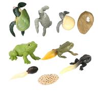 YARNOW Animali Simulati per Bambini 2 Set Decorazioni Tartarughe Fasi Giocattoli Educativi per Spiegare l'Evoluzione Animale in