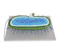 YARNOW Microbico Didattico Anatomico per Insegnamento Biologia e Microbiologia per Scuole, Rappresentazione Dettagliata e Versatile per Lezioni Scientifiche in Classe