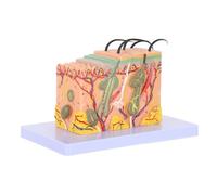 YARNOW Modello Anatomico Ingrandito con Struttura Strati Colorati Modello Medico Resistente per Studio e Insegnamento in Aula Didattica per Studenti di Infermieristica e Biologia
