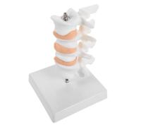 YARNOW Modello Educativo della Bianco Colonna e Vertebrale Pvc in Anatomico con Supporto, Strumento Clinico per Istruzione Riabilitazione