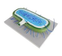 YARNOW Riproduzione Microbica Didattica Anatomica per Biologia Cellulare, Sussidio Didattico per Scuola Media, Riproduzione di Cellula Virale Dettagliata per Laboratori e Aule