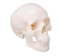 Yechiry Modello 1/2 di Cranio Umano, Replica di Mezzo Cranio Mini Display Struttura Anatomica delle Dimensioni di un Palmo con Plastica in PVC, Ideale per lo Studio dell'etichettatura
