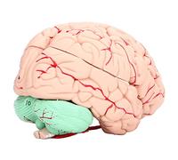 Yechiry Modello di Cervello Umano per Bambini, Modello Anatomico del Cervello Staccabile in PVC per lo Studio delle Neuroscienze a Scuola o a Casa