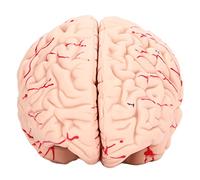 Yechiry Modello di Cervello Umano per Bambini, Strumento di Apprendimento Dell'anatomia Dettagliata, Staccabile per Studi Scientifici, Ideale per Uso Scolastico, Realizzato in PVC Resistente