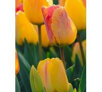Yellow and Orange Tulips Gratitude Journal: 8.5 x 11 100 pages lined softcover notebook for daily reflection
