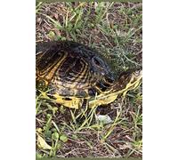 Yellow- bellied Slider Turtle Journal: 6 x 9 100 lined pages in hardcover notebook