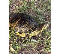 Yellow- bellied Slider Turtle Journal: 8.5 x 11 100 lined pages in softcover notebook