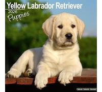 Yellow Labrador Puppies 2026 Calendar | Square Wall Calendar | Dog Breed Gift | Plastic Free Packaging | by Avonside Publishing