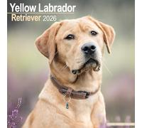 Yellow Labrador Retriever 2026 Calendar | Square Wall Calendar | Dog Breed Gift | Plastic Free Packaging | by Avonside Publishing