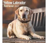 Yellow Labrador Retriever 2027 Calendar | Square Wall Calendar | Dog Breed Gift | Plastic Free Packaging | by Avonside Publishing