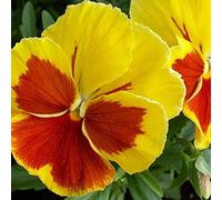 Yellow Red Eye Eyes Pansy Viola X Wittrockiana 150 Biennials Pansy Seeds : Package Contains Seeds
