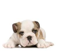 YENDOSTEEN Cute divertente Kawaii Welsh Corgi Pet Dog Puppy rettangolo Mousepad, Personalizza Mousepad