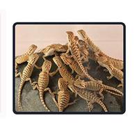 YENDOSTEEN Gomma Antisdrucciolevole di YantengPagina per Il Mouse del Computer con Padiglione e lucertole Barbute