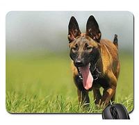 YENDOSTEEN Tappetini per Il Mouse - Cane Malinois Animale Ritratto Animale Cane Giovane Animale Domestico