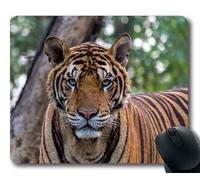 YENDOSTEEN Tappetini per topo animali, animali di grossa taglia, gatto tigrato volante