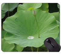 YENDOSTEEN Tappetino per Mouse Serenity Lotus Flowers Personalizzato - Tappetini per Mouse da Gioco rettangolo Personalizzati con Fiori di Loto